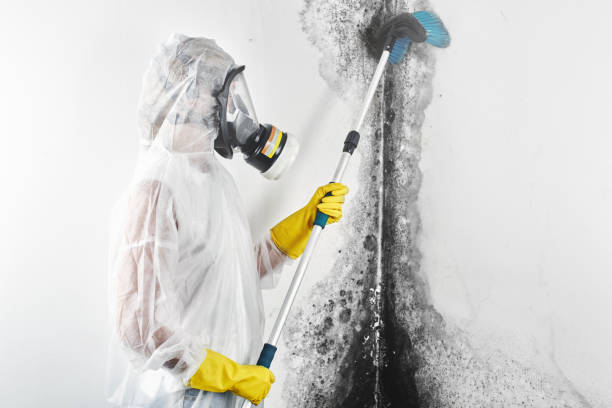 Best Commercial Mold Inspection  in Westmoreland, TN