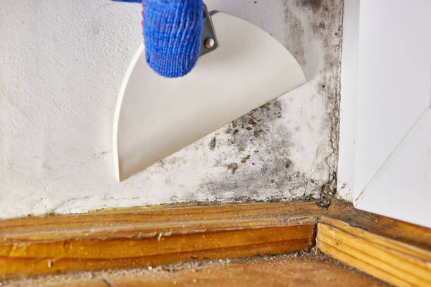 Best Indoor Air Quality Assessment  in Westmoreland, TN